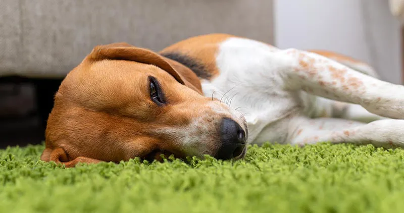 Dog laying on green carpet.