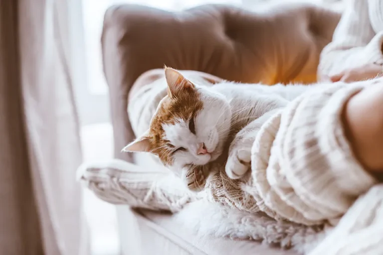 Cat relaxing in the lap of owner on a couch.