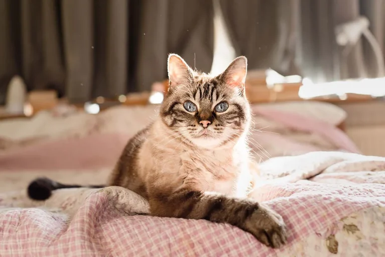 Cat laying on a bed.