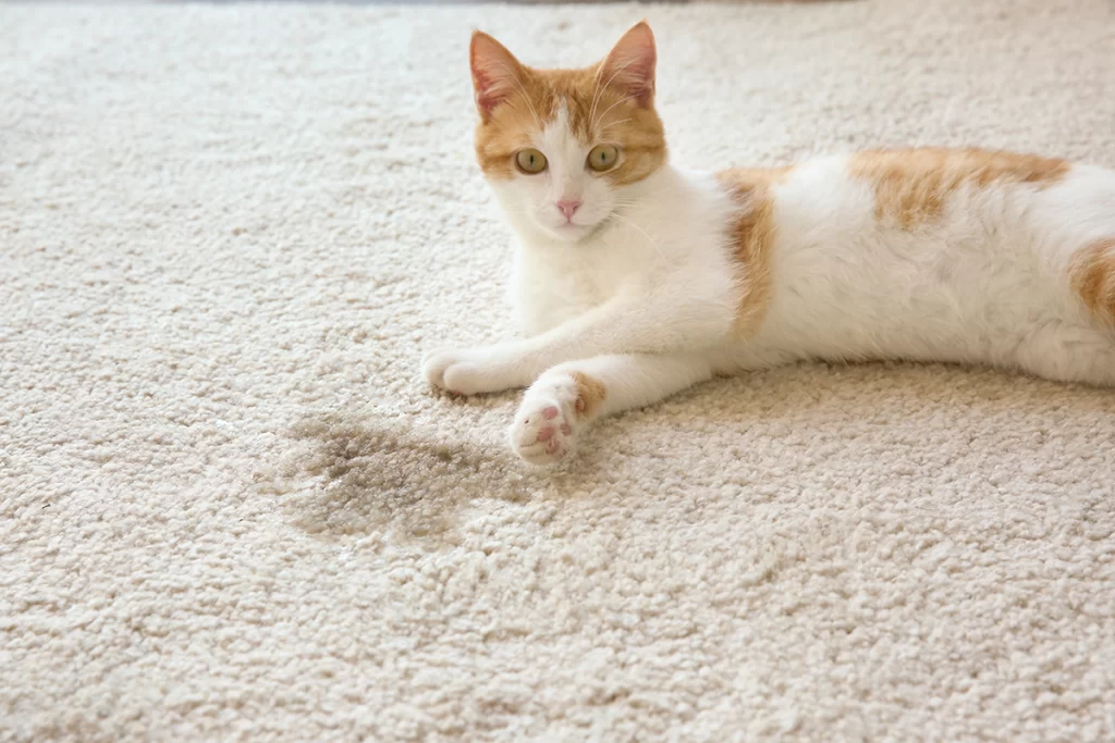 Cat laying on carpet next to wet spot.